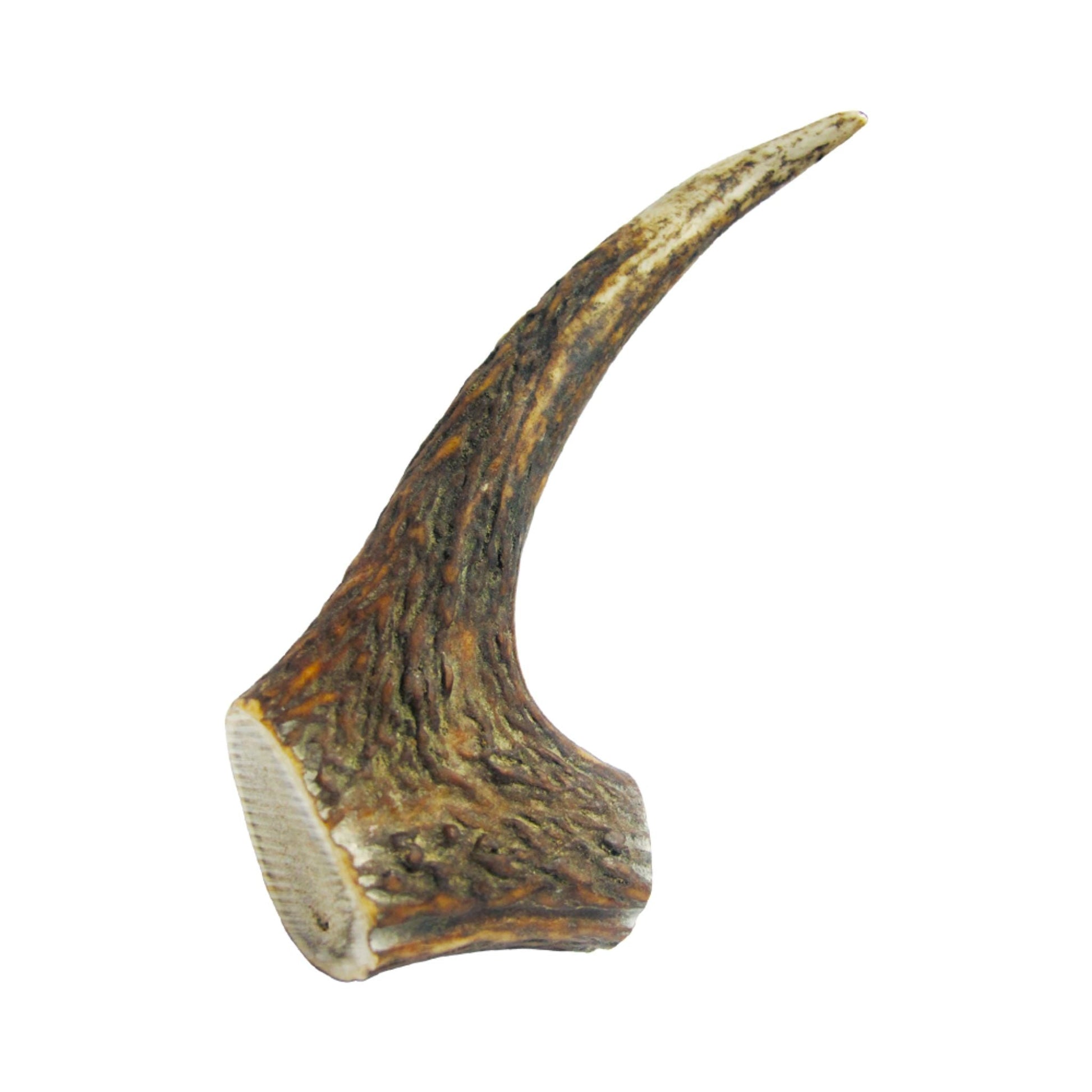 Absolute Bites Single Ingredient Dog Chew - Whole Deer Antler (Maxi) | Dental Care